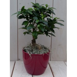 Bonsai Ficus microcarpa roter Topf 30 cm Naturally - Warentuin Natuurlijk