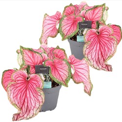 Caladium Sweetheart - Set van 2 - Tropische kamerplant - ⌀12cm - Hoogte 25-40cm