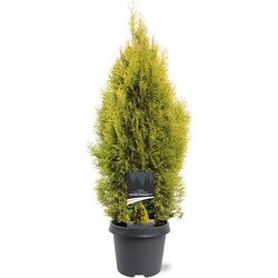 Thuja occidentalis Golden Smaragd pbr 60-80 cm Conifeer