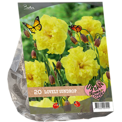 Urban Flowers Lovely Sundrop per 20 bloembollen