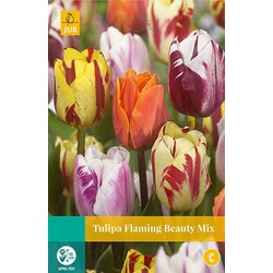 3 stuks - Tulipa Flaming Beauty mix 8 bollen - JUB