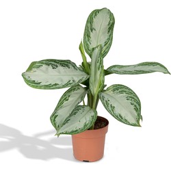 Hello Plants Aglaonema Silver Bay Chinese Evergreen - Ø 17 cm - Hoogte: 55 cm