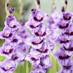 Gladiolus 'Passos' zwaardlelie - Set van 21 - Tuinbloemen - Paars