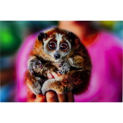 Glasschilderij Slow Loris 80x120cm