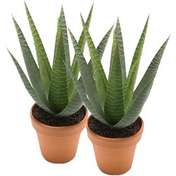 2x Groene kunstplant aloe vera succulent plant in pot - Kunstplanten