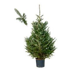 Plant&More - Kerstboom  Fraseri - 130-140cm