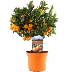 Citrus Calamondin - Sinaasappel/mandarijn Boom - Pot 14cm - Hoogte 35-40cm