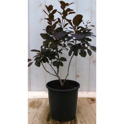 Cotinus Pruikenboom rood 40 cm