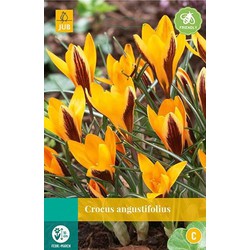 3 stuks - Crocus angustifolius 12 bollen