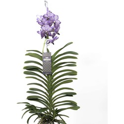 Vanda Lilac Beauty - Paars - Hoogte 60cm