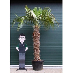 Chinese waaierpalm Trachycarpus Fortunei h 250 cm st. h 160 cm