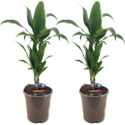 Dracaena Deremensis Janet Craig - Set van 2 - Pot 17cm - Hoogte 60-70cm