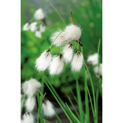 2 stuks! Eriophorum angustifolium potmaat P9