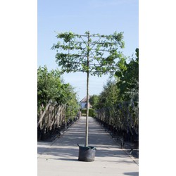 Zuil haagbeuk als leiboom Carpinus betulus Fastigiata h 340 cm st. omtrek 16 cm st. h 220 cm