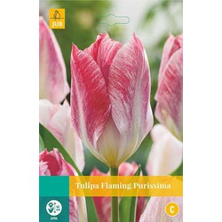 3 stuks - Tulipa Flaming Purissima 8 bollen