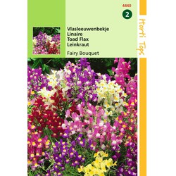2 stuks - Linaria Maroccana Fairy Bouquet Gem. - Hortitops
