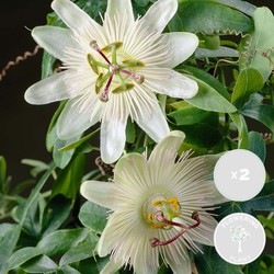 2x Passiflora Elliot – Passiebloem – Klimplant – Onderhoudsvriendelijk   - ⌀ 15 cm - ↕60-70 cm