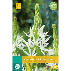 5 stuks - Camassia leichtlinii Alba 2 bollen