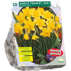 Narcis Trompet Geel per 20 bloembollen