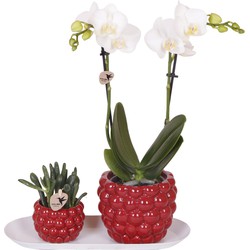 Kolibri Orchids | Plantenset Optimisme small| Groene planten met witte Phalaenopsis orchidee in Optimism sierpotten en witte dienblad