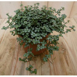 2 stuks! Kamerplant Chique Pilea Glauca