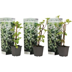 Hydrangea 'Petiolaris’ - Set van 3 - Klimhortensia - Pot 9cm - Hoogte 25-40cm