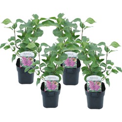 Syringa vulgaris 'Ludwig Spath' sering - Set van 4 - Pot 17cm - Hoogte 25-40cm