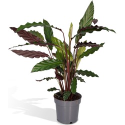 Hello Plants Calathea Rufibarba Schaduwplant - Ø 14 cm - Hoogte: 50 cm - Kamerplant