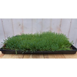 Sedum mat dak in plastic tray 30x50cm