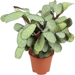 Ctenanthe amagris - Gebedsplant - Kamerplant - Pot 14cm - Hoogte 25-35cm