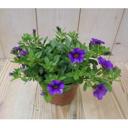 3 stuks! Petunia Million Bells paars