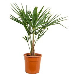 Floraya - Trachycarpus 'Fortunei' | Chinese waaierpalm - Buitenplant in kwekerspot ⌀24 cm - ↕70-80 cm
