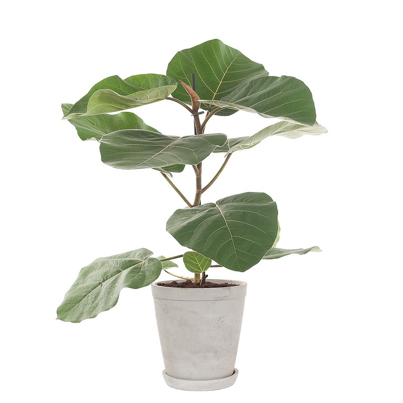 Ficus Everest incl. 'Soft grey' pot - 