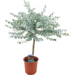 Eucalyptus Gunnii - Winterharde Eucalyptusboom op stam - Pot 17cm - H55-65cm