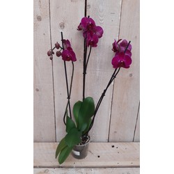 Kamerplant Vlinderorchidee phalaenopsis roze 3 takken - Warentuin Natuurlijk