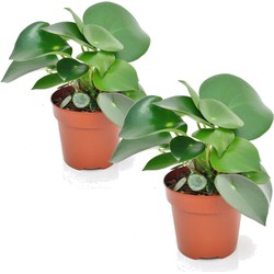 Peperomia Raindrop - Set van 2 - Pot 12cm - Hoogte 20-30cm