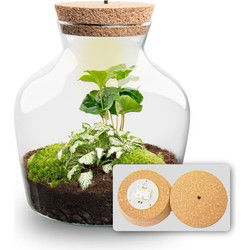 URBANJNGL - Planten terrarium • Little Joe • Ecosysteem plant • ↑ 21,5 cm