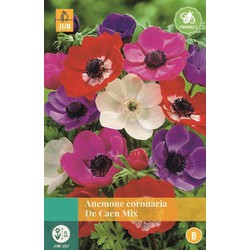 Anemone Coronaria De Caen Mix