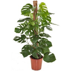 Monstera Deliciosa - Gatenplant - Pot 24cm - Hoogte 120-130cm