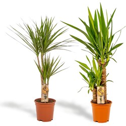 Hello Plants Dracaena Marginata & Yucca Palmlelie - Ø 17 cm - Hoogte: 70 & 90 cm - Palm Kamerpalm