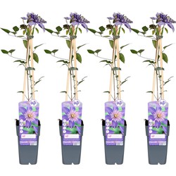 Hello Plants Clematis Multi Blue Bosrank - Klimplant - 4 Stuks - Ø 15 cm - Hoogte: 65 cm