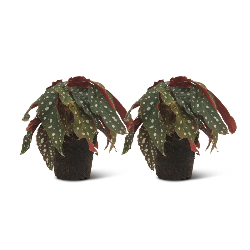 We Love Plants - Begonia Maculata - 2 stuks - Stippenbegonia - 