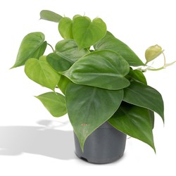 Hello Plants Philodendron Scandens Kamerplant - Ø 12 cm - Hoogte: 15 cm