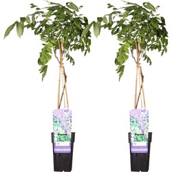 Hello Plants Wisteria Sinensis Prolific Blauwe Regen Blauw - Klimplant, Sierheester - 2 Stuks - Ø 15 cm - Hoogte: 65 cm