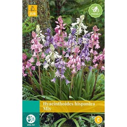 3 stuks - Hyacinthoides hisp. mix 8 bollen