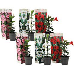 Braziliaanse Jasmijn - Set van 6 - Dipladenia 'Rio Mix' - Hoogte 25-40cm - ⌀9cm