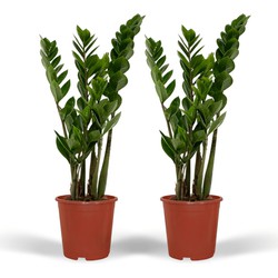 Hello Plants Zamioculcas Emerald Palm - 2 Stuks - Ø 14 cm - Hoogte: 50 cm - ZZ-Plant