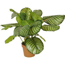 Calathea rotundifolia 70 cm