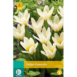 Tulipa Concerto, 5 bloembollen