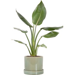 Paradijsvogelplant (Strelitzia 'Reginae') incl. 'light green' pot